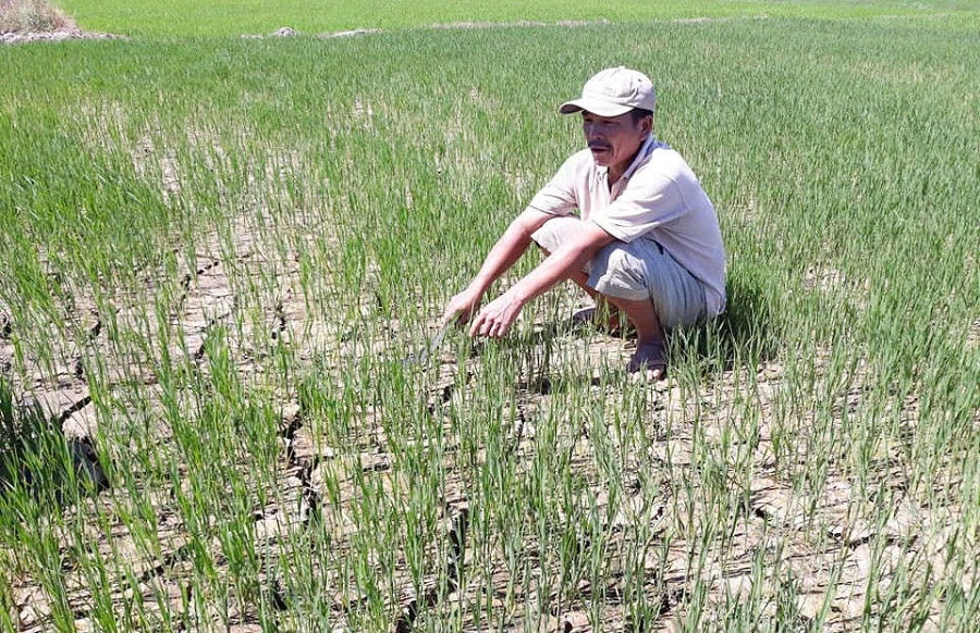 Nhiều diện tích lúa vụ Đông Xuân ở Thừa Thiên Huế có nguy cơ bị khô hạn. (Ảnh minh hoạ)