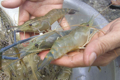 Mua tôm tươi ngon chắc thịt chỉ cần nhìn vào điểm này đúng 1 giây, người bán cũng phải "nể"