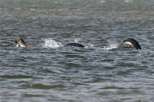 Bức ảnh rõ nét nhất về ‘quái vật hồ Loch Ness’