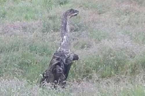 Quái vật hồ Loch Ness lên bờ?