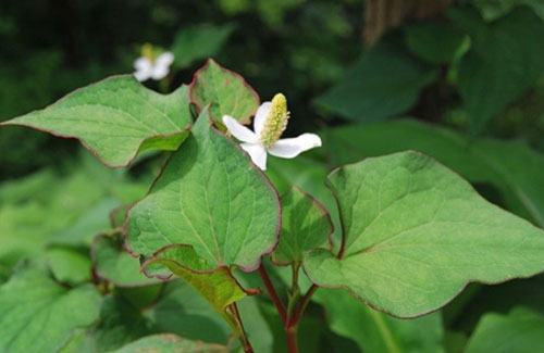 Dùng rau diếp cá chữa bệnh trĩ