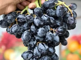 Điểm danh 8 loại trái cây tốt cho bệnh nhân xơ gan