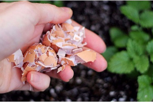 Vỏ trứng dùng xong đừng vội vứt đi, giữ lại làm việc này cực kỳ hiệu quả