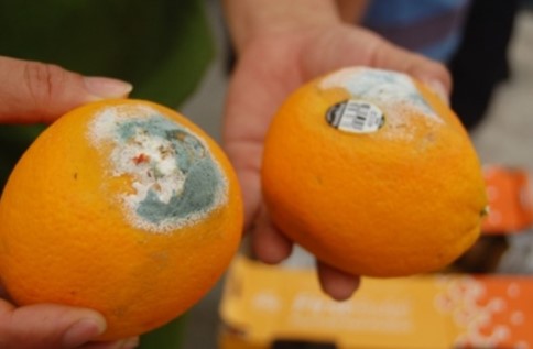 Ăn trái cây bị mốc để trong tủ lạnh có khiến bạn gặp vấn đề về sức khỏe không?