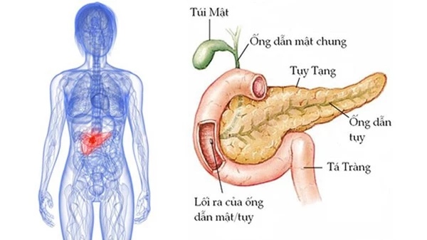 Bộ phận này càng to, báo hiệu lá gan, tuyến tụy đang dần suy kiệt