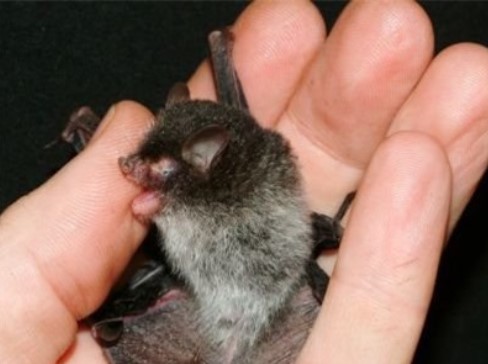 Điểm danh những loài động vật kỳ lạ nhất thế giới có mặt ở Việt Nam 