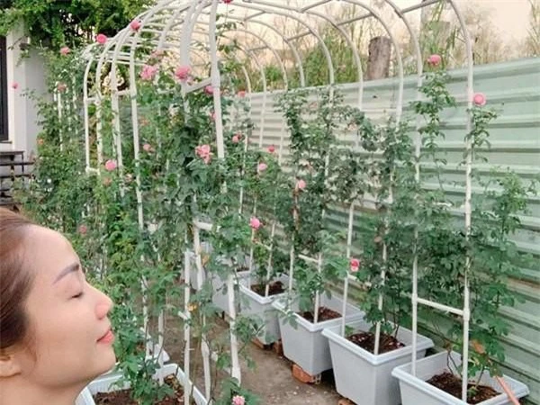 Ốc Thanh Vân, Khánh Thi và sao Việt sở hữu vườn hồng đắt giá, đủ sắc màu - Ảnh 2.