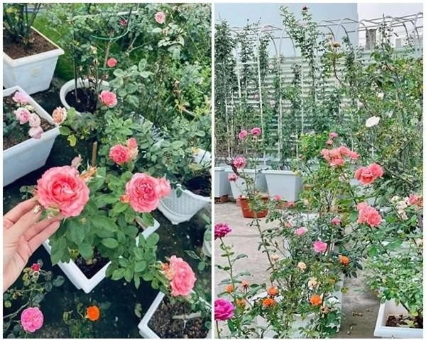 Ốc Thanh Vân, Khánh Thi và sao Việt sở hữu vườn hồng đắt giá, đủ sắc màu - Ảnh 3.