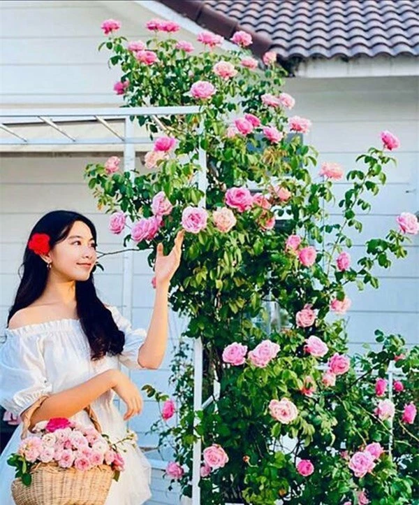 Ốc Thanh Vân, Khánh Thi và sao Việt sở hữu vườn hồng đắt giá, đủ sắc màu - Ảnh 6.