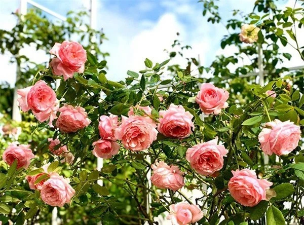 Ốc Thanh Vân, Khánh Thi và sao Việt sở hữu vườn hồng đắt giá, đủ sắc màu - Ảnh 8.