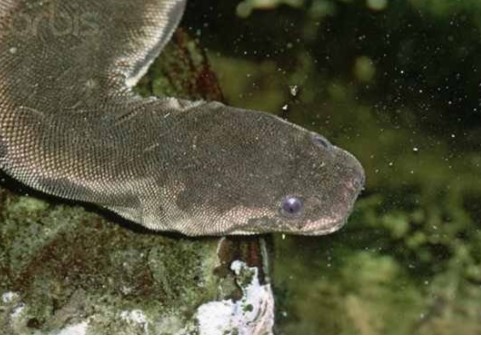 Điểm danh top 10 loài rắn kỳ lạ nhất trên thế giới