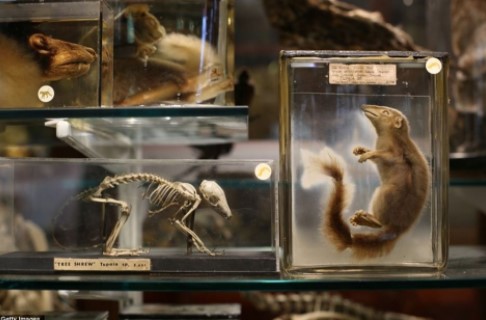 Sửng sốt trước bộ sưu tập kỳ lạ về các loài động vật của trường Đại học London