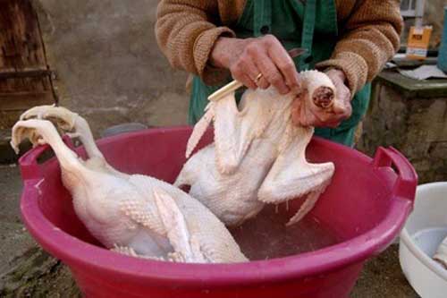 Mẹo vặt lông vịt 2 phút là xong, đảm bảo không sót một cọng lông măng nào lại hết sạch mùi hôi