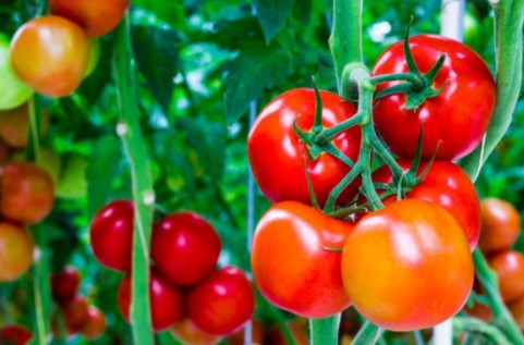 Đây là những loại thực phẩm mà bạn không nên cất giữ trong tủ lạnh