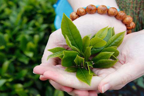 Rửa mặt bằng trà xanh bạn sẽ thấy điều "thần kỳ" xảy ra