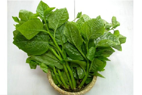 Bất ngờ với công dụng trị mụn của lá mồng tơi