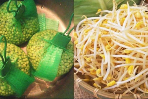 Cách làm giá đỗ bằng túi lưới siêu đơn giản 