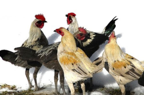 Cách chọn mua gà vịt ngon thịt và không bị bệnh