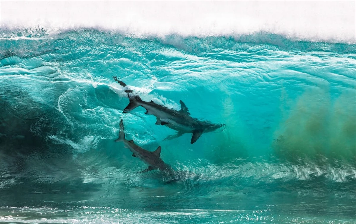 Hai chú cá mập lướt sóng ở Red Bluff, Quobba Station, một vùng xa xôi ở Tây Australia trong bức ảnh đầy ấn tượng của nhiếp ảnh gia Sean Scott.