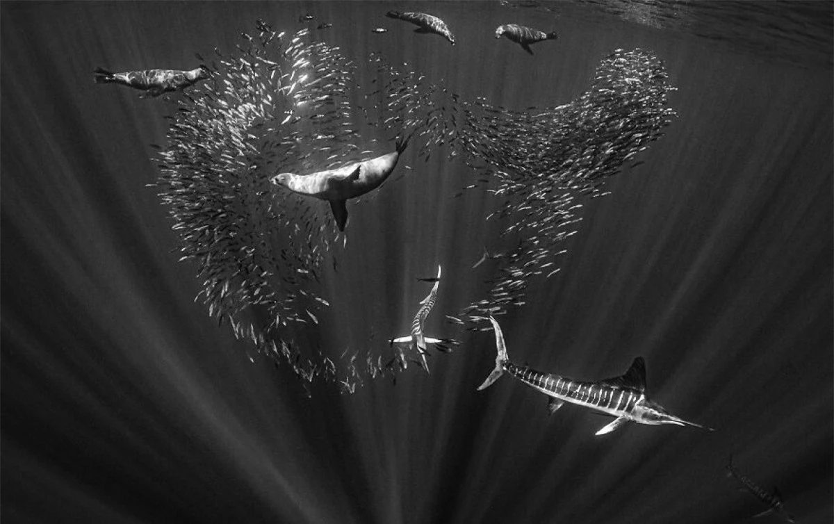 Một lát cắt đầy sống động về thế giới đại dương ở Mexico trong bức ảnh của Hannes Klostermann.