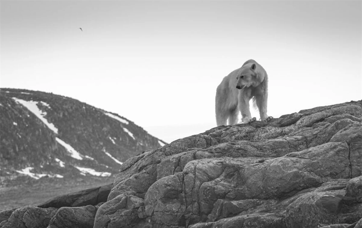 Một chú gấu Bắc Cực đói đang nhìn ra biển và chờ đợi những tảng băng quay trở lại. "Mùa hè ấm áp khiến những tảng băng trôi xa về phía bắc. Nhiều chú gấu Bắc Cực, bao gồm cả chú gấu này bị mắc kẹt trên bờ".