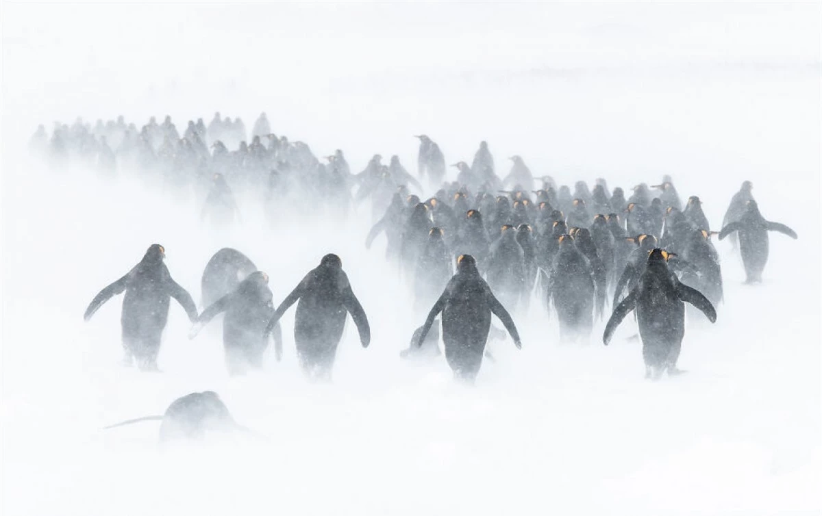 Những chú chim cánh cụt cùng nhau đi qua bão tuyết ở Vịnh St Andrew, Nam Georgia, Nam Cực. Nhiếp ảnh gia Ben Cranke đã dành 50 tiếng trong 5 ngày tại một vị trí để chụp được bức ảnh trên./.