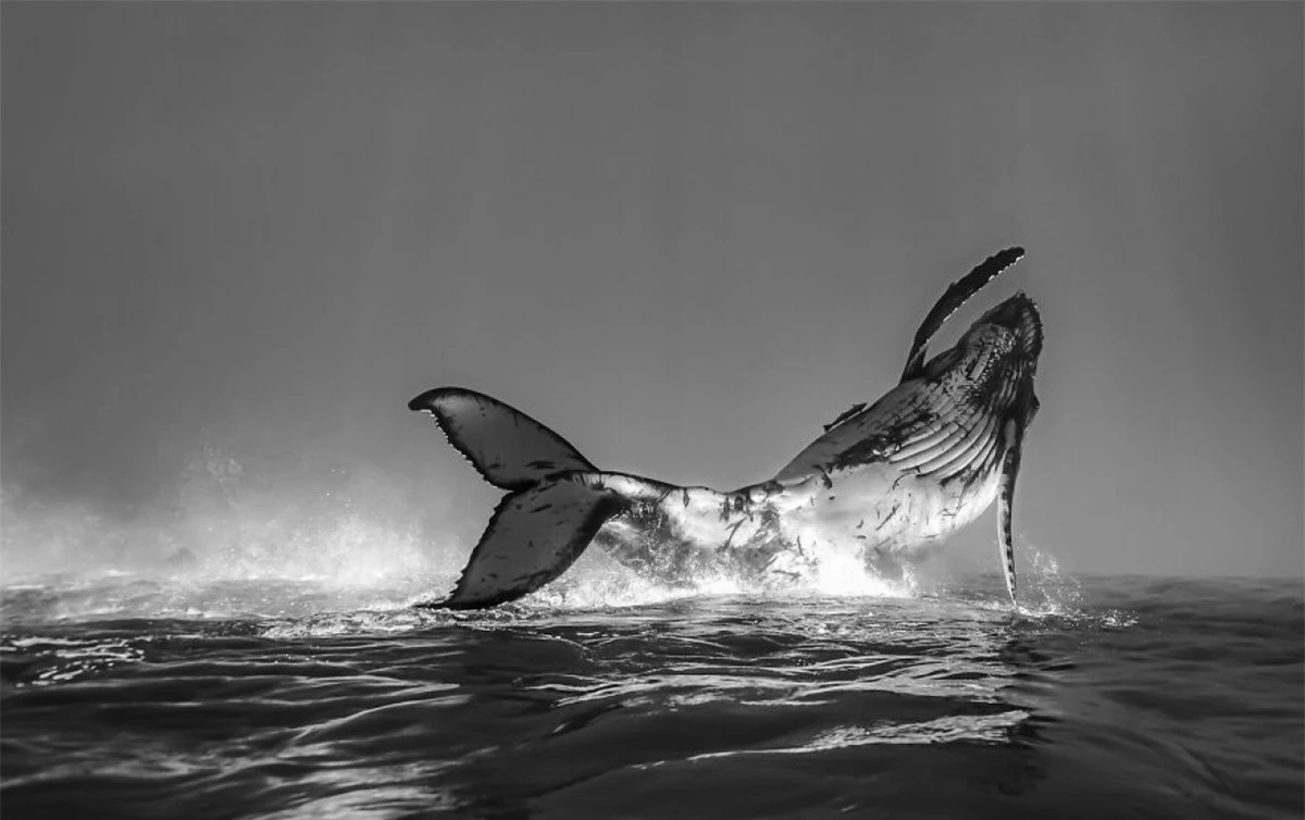 Điệu nhảy ấn tượng của một chú cá voi con lưng gù ở Tonga được tái hiện đầy sống động qua bức ảnh của nhiếp ảnh gia Jono Allen.