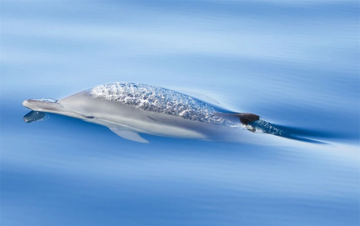 Bức ảnh ấn tượng về một chú cá heo con ngoi lên mặt nước của nhiếp ảnh gia 17 tuổi Kyla McLay.