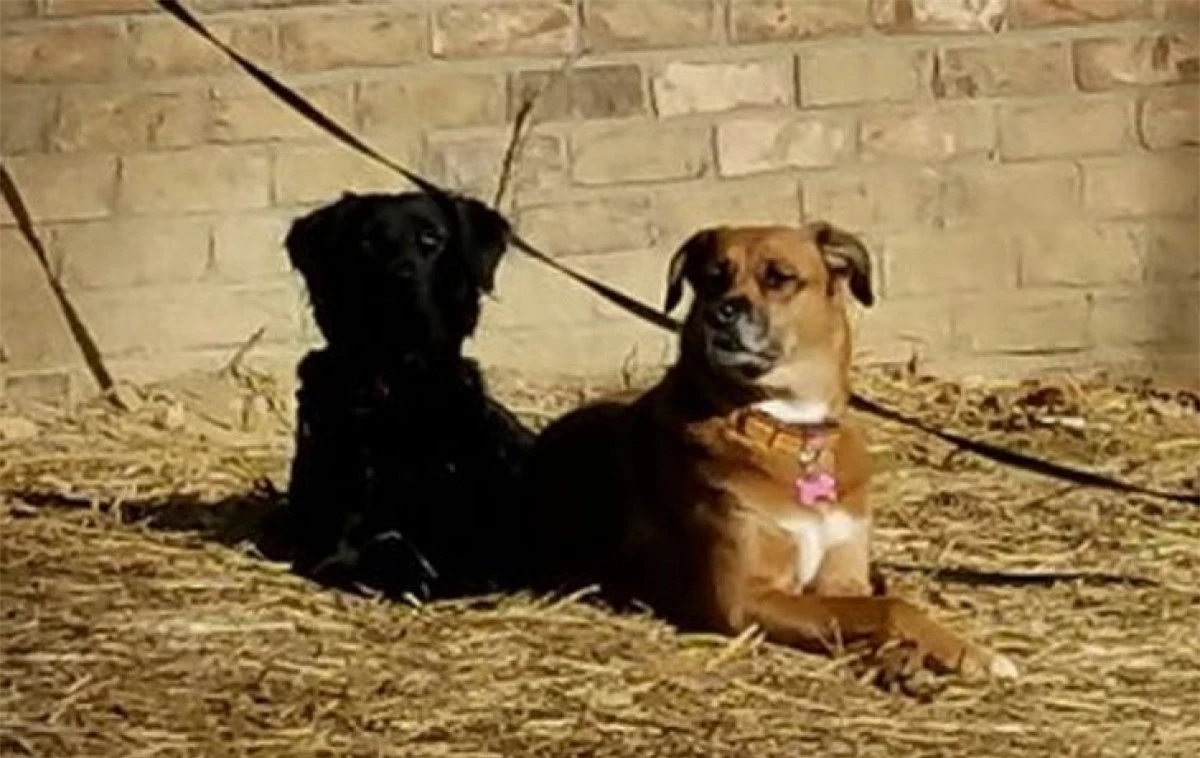 Chú chó đen ngồi cạnh trông như một cái bóng của chú chó nâu.