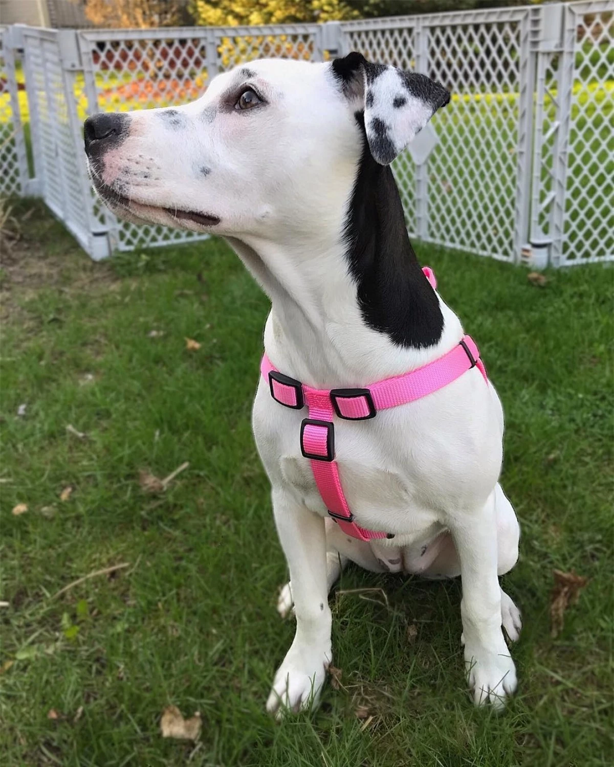 Chú chó với đôi tai có hình phiên bản của chính mình.