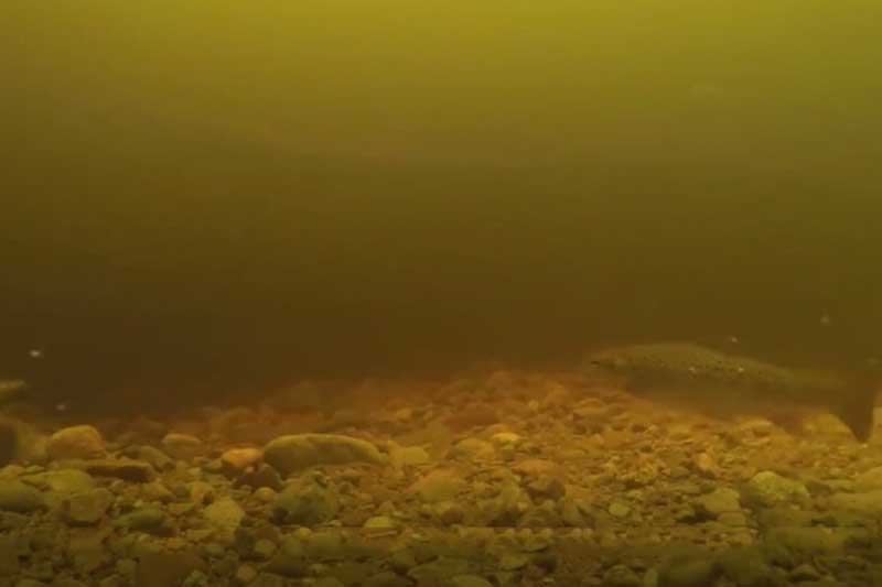 Giải mã đoạn video về sự xuất hiện của quái vật hồ Loch Ness: Danh tính của Nessie được hé lộ