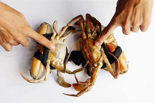 Bí quyết chọn cua biển chắc thịt, gạch đặc béo ngậy