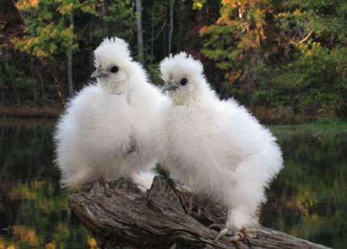 Chùm ảnh đẹp về những chú gà con