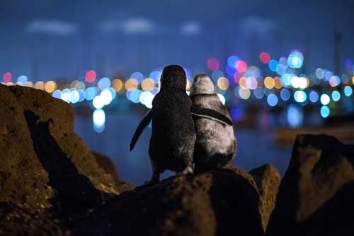 Ấn tượng những khoảnh khắc độc đáo và ngoạn mục của thế giới đại dương