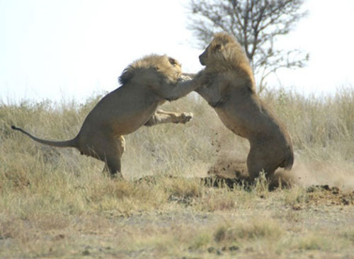 Ảnh động vật: Sư tử đại chiến giành ngôi vương, diệc xanh lớn ăn thịt cá mập