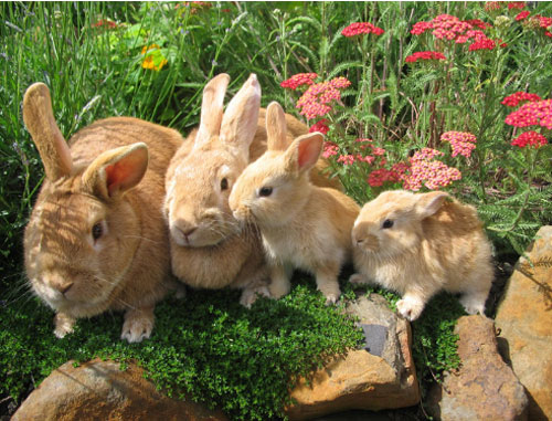 "Thổn thức" khi ngắm chùm ảnh đẹp về loài thỏ