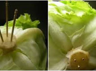 Tuyệt chiêu bảo quản xà lách tươi lâu vô cùng đơn giản