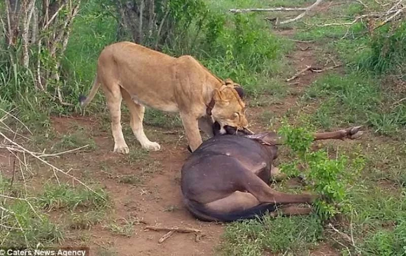 Ban đầu, sư tử không mất quá nhiều công sức để hạ gục linh dương đầu bò.