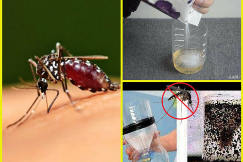 Dùng 1 cốc bia uống dở theo cách này để bắt "sạch bách" muỗi trong nhà, hiệu quả ngay lập tức