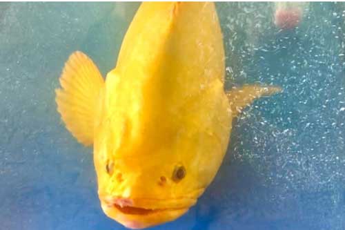 Cá mú biển vàng óng ở Nghệ An được trả giá hơn 200 triệu đồng, chủ vẫn không bán