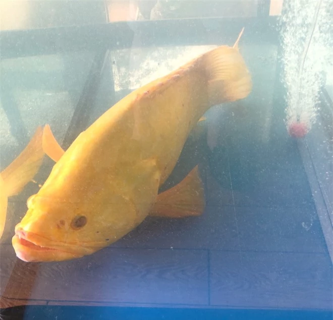 Con cá mú biển vàng óng được trả giá gần 10 nghìn USD vẫn không bán - Ảnh 4.