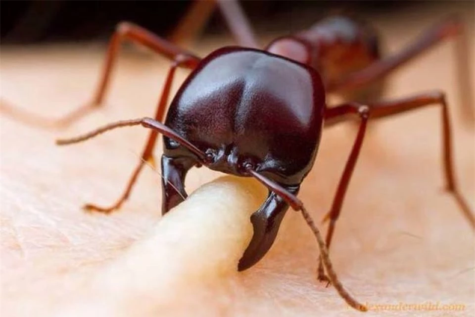 Loài kiến háu ăn nhất thiên nhiên: kiến quân đội là loài kỉ luật và thiện chiến nhất trong số họ nhà kiến
