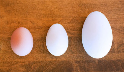 Trứng gà, vịt, ngỗng, trứng nào bổ nhất?