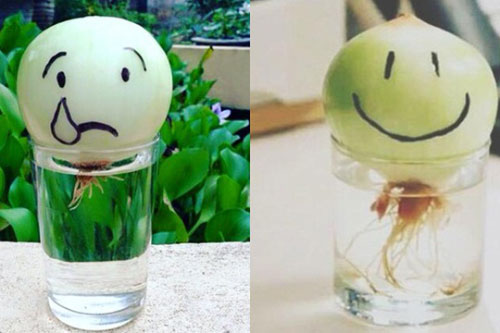 Thấy khoai tây mọc mầm, hãy làm ngay việc này và điều kinh ngạc sẽ xảy ra