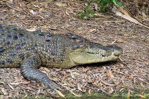 Nam sinh 15 tuổi tay không đấu với cá sấu để cứu mạng em gái