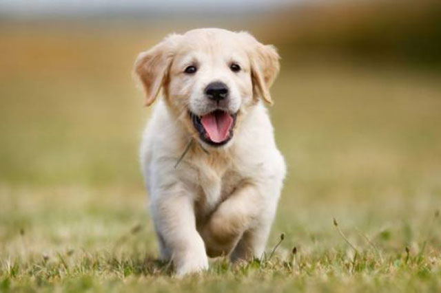 7 con vật may mắn chạy vào nhà sẽ mang theo tài lộc