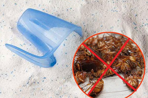 Đuổi sạch gián trong căn bếp với tuyệt chiêu vô cùng đơn giản, không cần dùng một giọt hoá chất