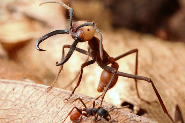 Khám phá loài kỉ luật và thiện chiến nhất trong số họ nhà kiến