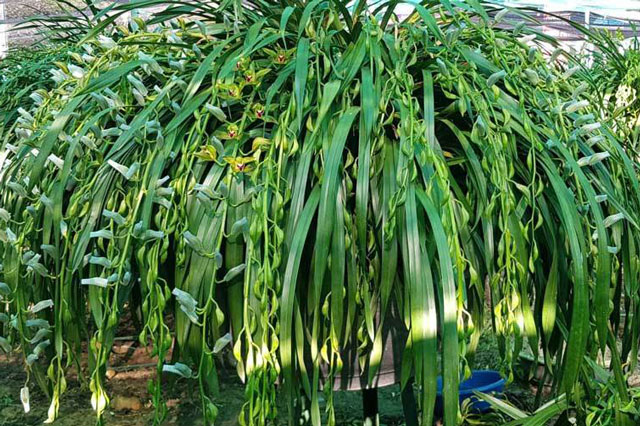 Loài lan quý chỉ nhà giàu mới dám chơi, nay đổ đống bán rẻ như rau