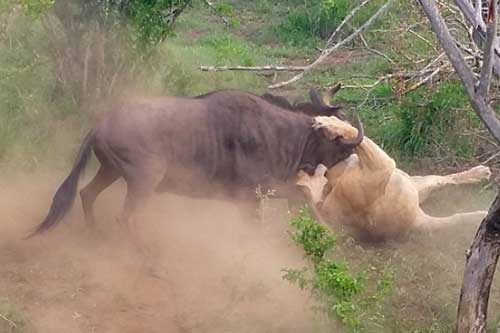 Linh dương đầu bò 'đơn thương độc mã' húc bay sư tử